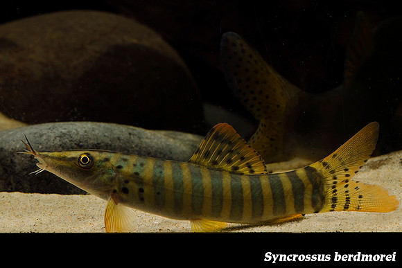 Syncrossus berdmorei - Blyth's/Pepper Loach