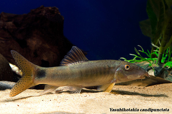 Yasuhikotakia caudipunctata - Spotted Tail Polka Dot Loach