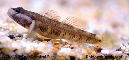 Flame Cheek Goby - Rhinogobius duospilus