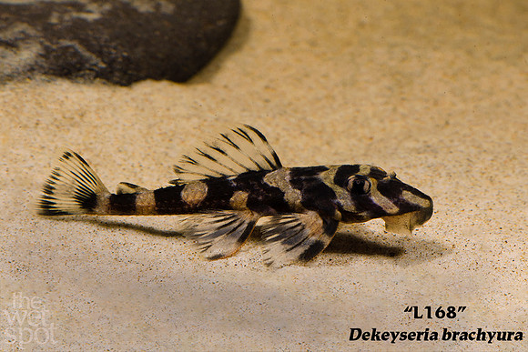 Dekeyseria brachyura "Butterfly Pleco" L168