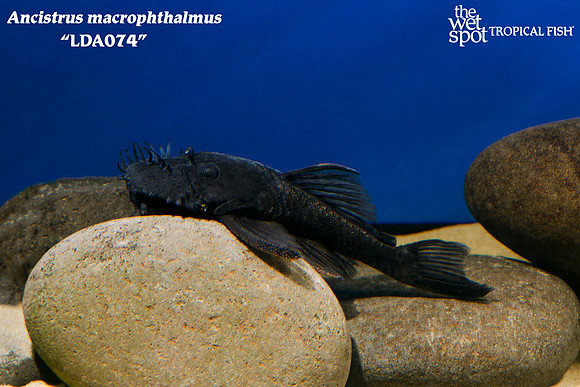 Blue Medusa Bushynose Pleco - Ancistrus macrophthalmus LDA074