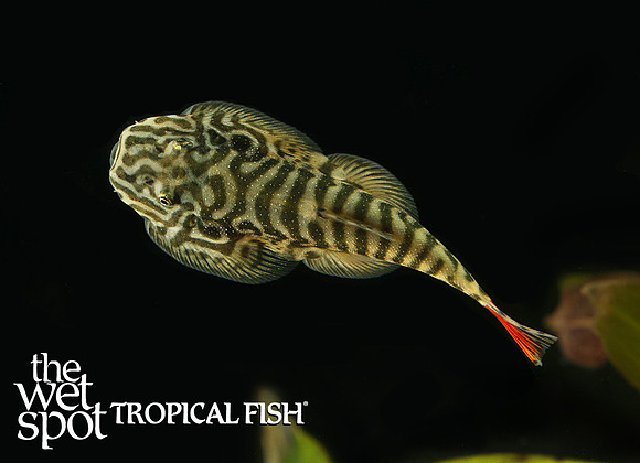 Hypergastromyzon sp. "Sk02" "Red Tail Borneo Sucker Loach"