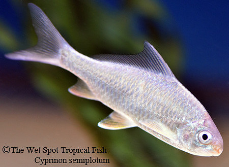 Cyprinon semiplotum - Emperor Round Face Barb