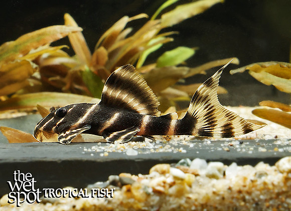 Panaqolus albivermis "L204" "Pinstripe Panaque"