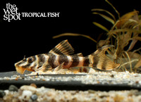 Peckoltia sp."L494" "Paru Tiger Pleco"