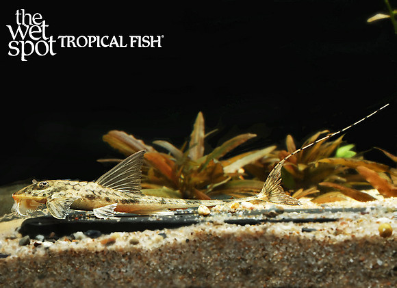 Loricaria simillima"Marble Whiptail"