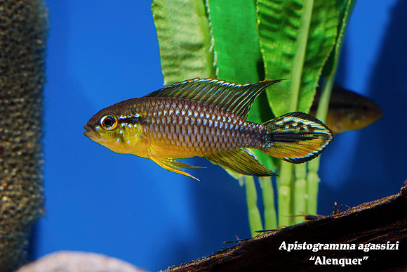 Apistogramma agassizi "Alenquer"