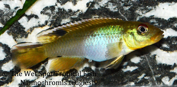Nannochromis teugelsi ♀
