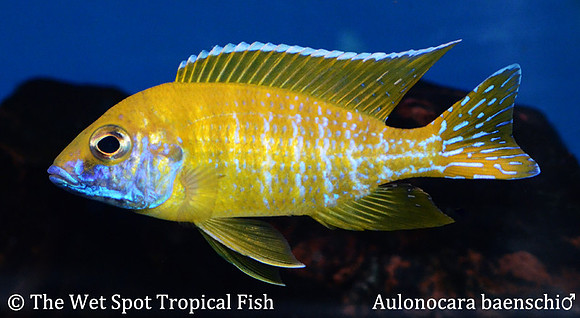 Aulonocara baenschi