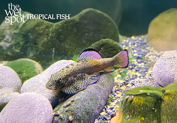 Pseudogastromyzon laticeps "Fire Fin Chinese Sucker Loach"