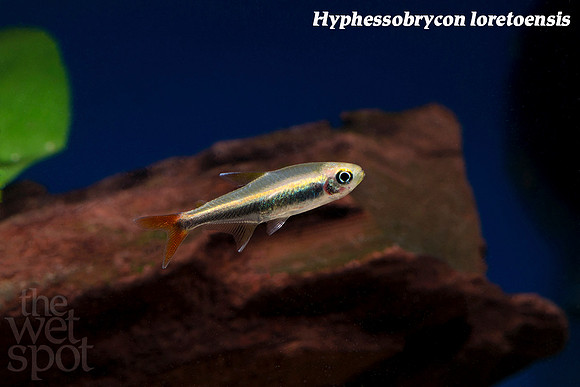 Hyphessobrycon loretoensis - Loreto Tetra