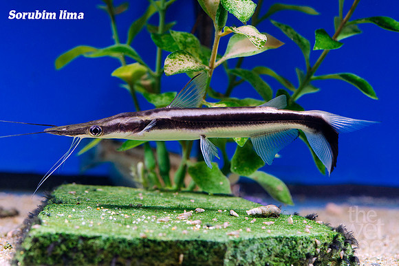 Sorubim lima - Lima Shovelnose Catfish