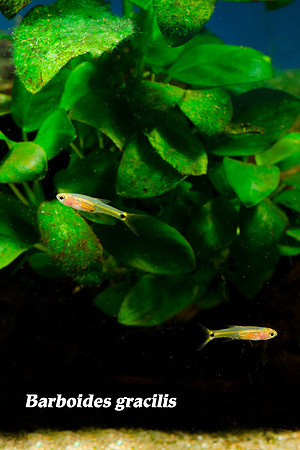 Barboides gracilis - Dwarf Amber Barb
