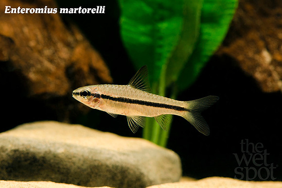 Enteromius martorelli - Martorelli Barb