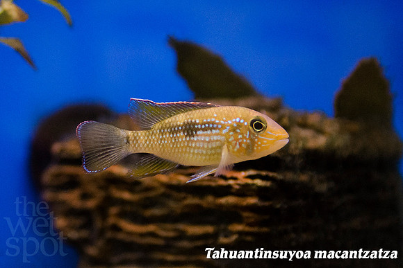 Tahuantinsuyoa macantzatza - Inka Stone Fish