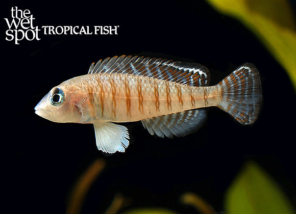 Neolamprologus signatus