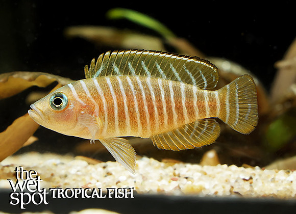 Neolamprologus similis