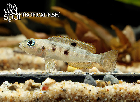 Lepidiolamprologus hecqui