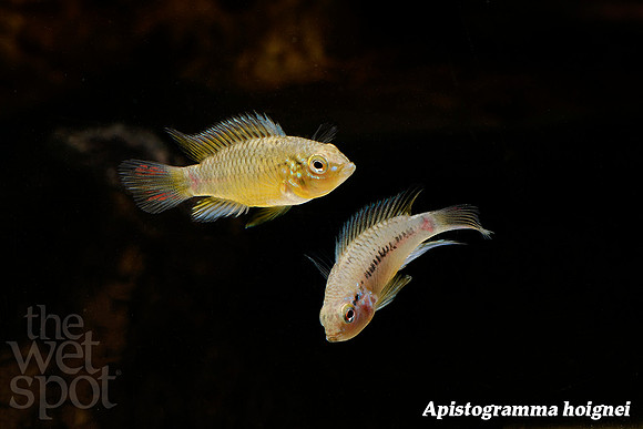 Apistogramma hoignei