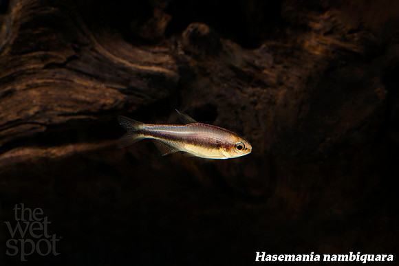 Hasemania nambiquara - Nambiquara Tetra