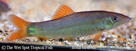 Yasuhikotakia modesta - Red Tail Loach