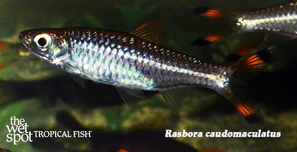 Rasbora caudomaculatus - Red Scissortail Rasbora
