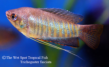 Trichogaster fasciata - Giant Banded Gourami