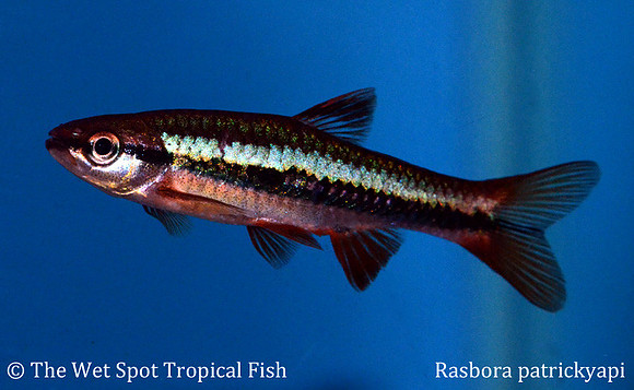 Rasbora patrickyapi - Patrick's Rasbora