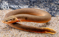 Erpetoichthys calabaricus  "Rope Fish"