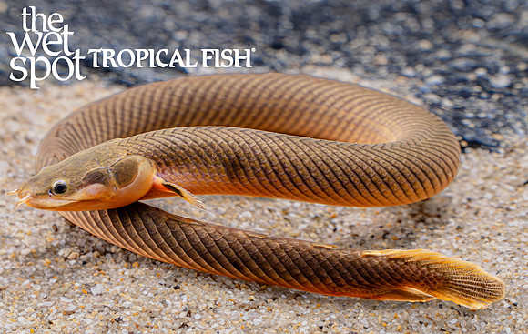 Erpetoichthys calabaricus  "Rope Fish"