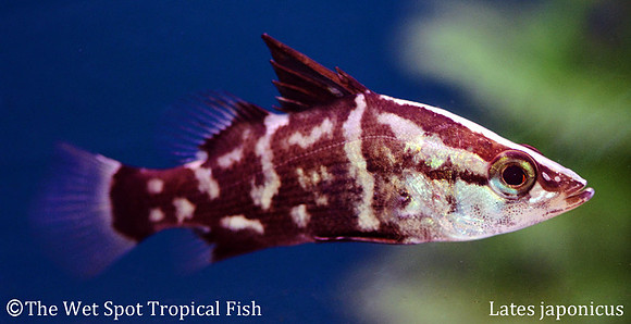 Japanese Marbled Perch - Lates japonicus