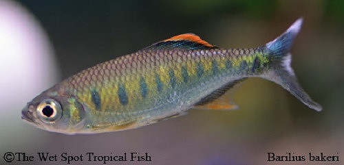 Barilius canarensis - Royal Danio