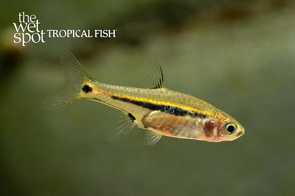 Boraras urophthalmoides - Exclamation Point Rasbora