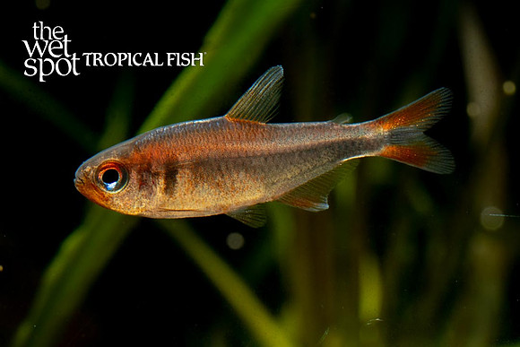 Hyphessobrycon wadai - Blueberry Tetra