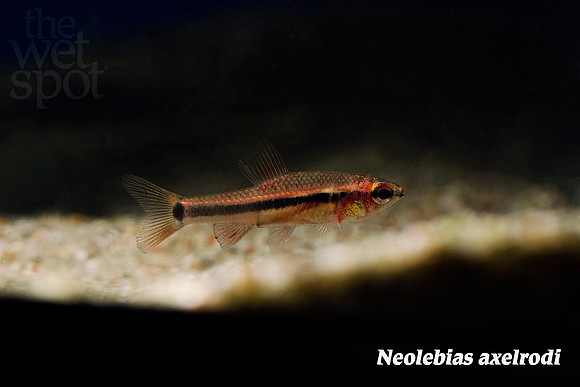 Neolebias axelrodi - Axelrod's Neolebias