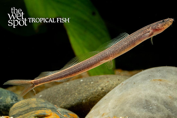 Vaillantella maassi - Forktail Loach