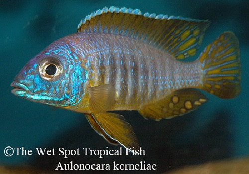 Aulonocara korneliae "Blue & Gold"