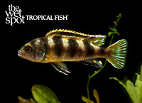 Labidochromis sp. Perlmutt E77A8982