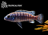 Labidochromis joanjohnsonae Exasperatus E77A9099