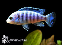 Labidochromis chisumulae Clown Lab E77A8920