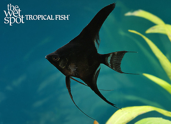 Pterophyllum scalare Half Black Veil Angelfish