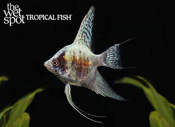 Pterophyllum scalare Smokey Blue Angelfish
