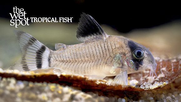 Corydoras oiapoquensis "Flag Tail Panda Cory"