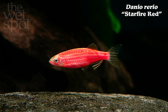 Danio rerio - Starfire Red GloFish®