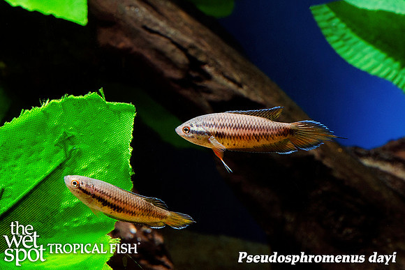 Pseudosphromenus dayi - Spike Tail Paradise Fish