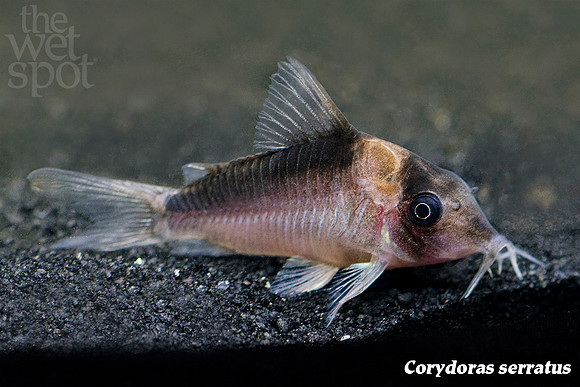 Corydoras serratus - Soldier Cory