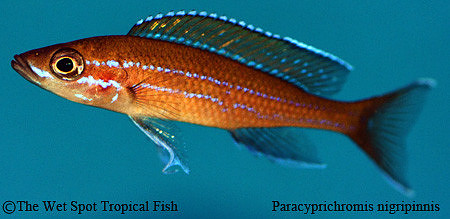 Paracyprichromis nigripinnis