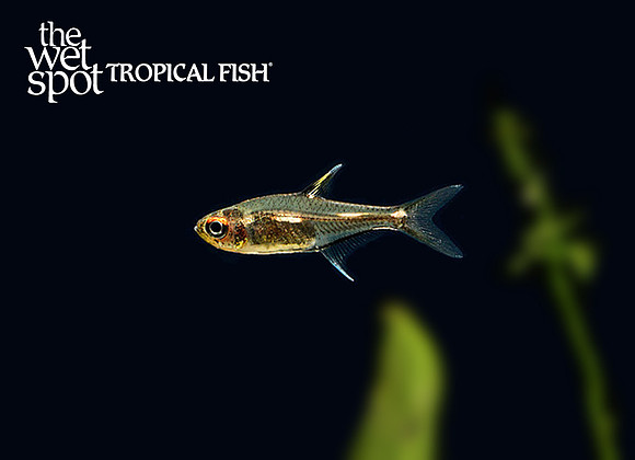 Hemigrammus sp. Morse Code