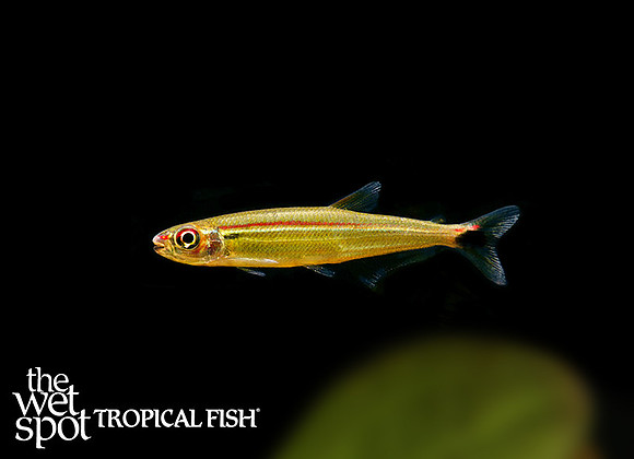 Iguanodectes adujai Slender Tetra Colombia