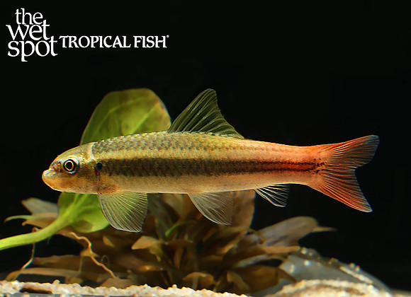 Garra panitvongi Red Tail Garra